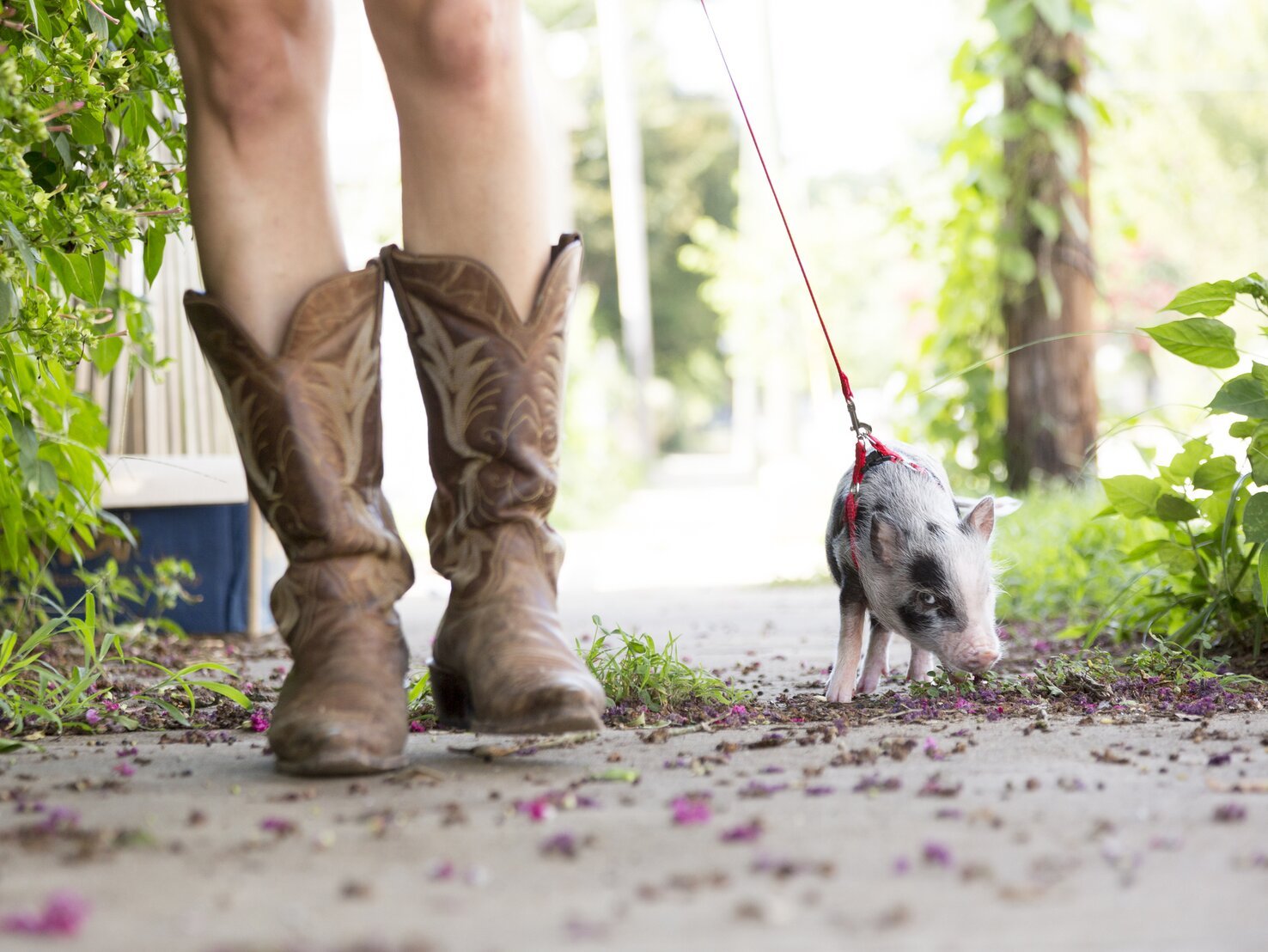 Minischwein Als Haustier: Tipps Für Artgerechte Haltung